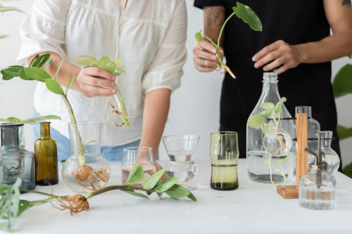 How Sustainable Practices Are Becoming Central to Botanical Skincare Brands
