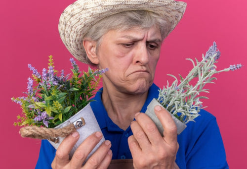 The Role of Science-Backed Botanicals in Addressing Visible Aging Signs