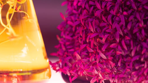 Bakuchiol Emerges as a Non-Irritating Alternative to Retinol in Botanical Skincare Formulations