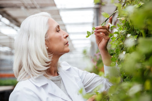 Clinical Validation Supports the Use of Specific Plant Actives in Anti-Aging Care