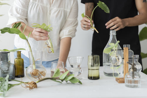 Mongolian Botanical Traditions in Modern Skincare Development