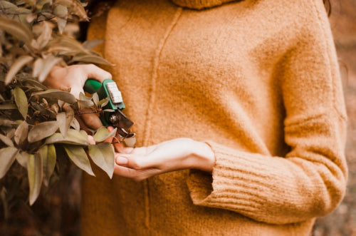 How Botanical Oils Are Changing the Clean Beauty Landscape
